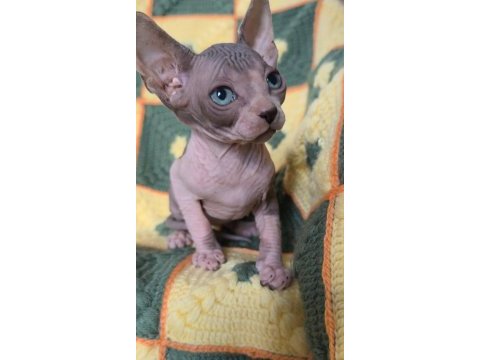 Naked beauty sphynx cattery