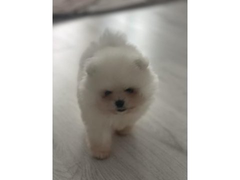 Aynı surat orjinal pomeranian boo