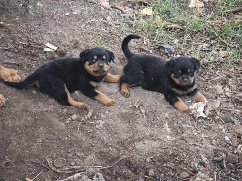 Özel soydan özel rottweiler yavrular