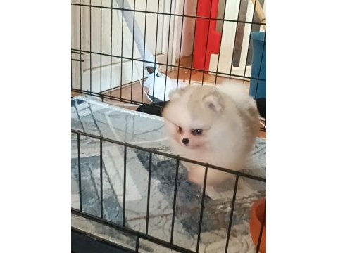 Pomeranian boo köpeğimiz