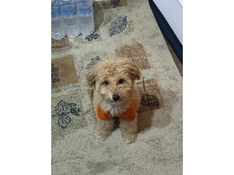 İş durumumdan dolayı acil maltipoo