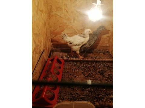 Susexs light ve amrucana mavici