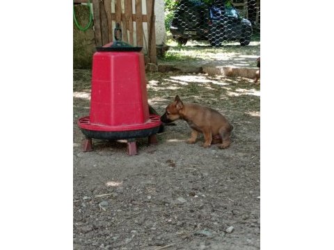 2 aylık belçika malinois