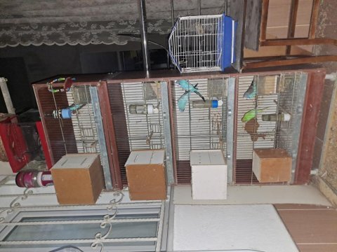 Full + full olarak verilecek muhabbet kuşlar
