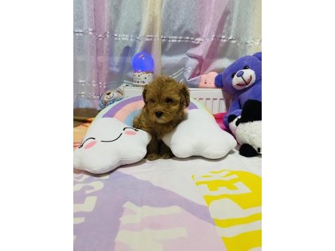 Orjinal f1 maltıpoo 3.nesil show kalite