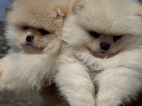 Fcı export sçr li show kalite pomeranian yavrumuz