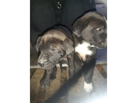 Anne cane corso baba labrador ücretsiz sahiplendirme