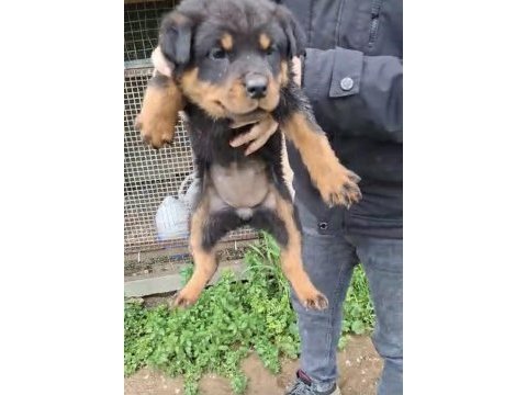 Son yavrum orijinal kaliteli rottweiler