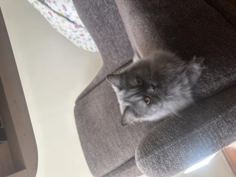 British shorthair duman kızımız