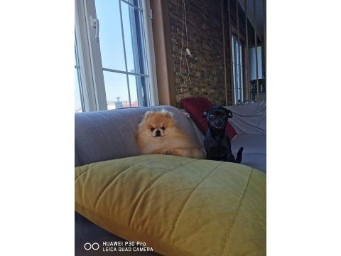 Pomeranian köpeğimiz aslan vizyona girdi