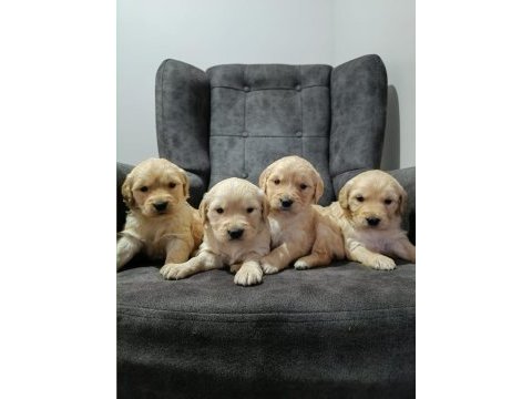 Golden retriever cinsi yavru