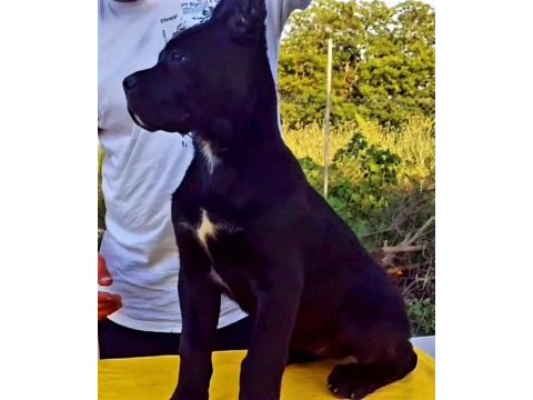 Secereleri şampiyonluklarla dolu yavrular cane corso
