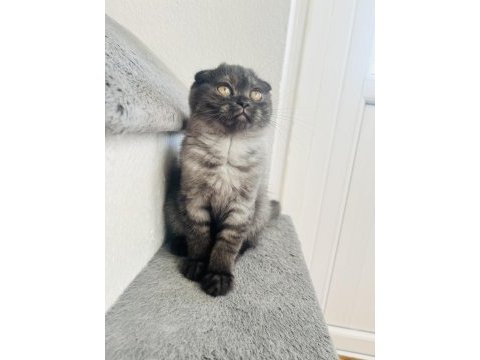 Son sıfır kulak scottish fold yeni yuvasına hazırdır