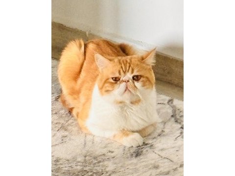 Erkek 1.5 yaşında iran kedisi