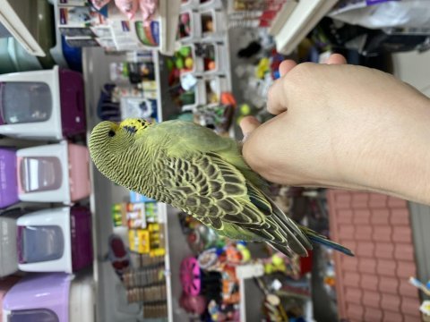 Yavru ve yetişkin muhabbet kuşu çeşitlerimiz 