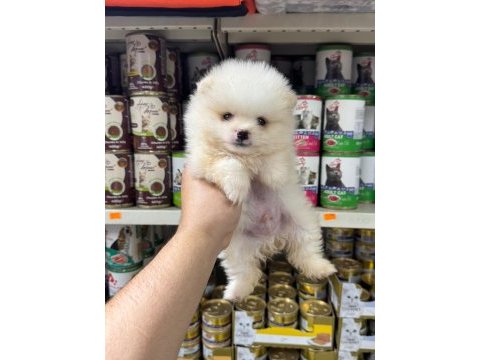 En tatlı pomeranian bebeklerimiz