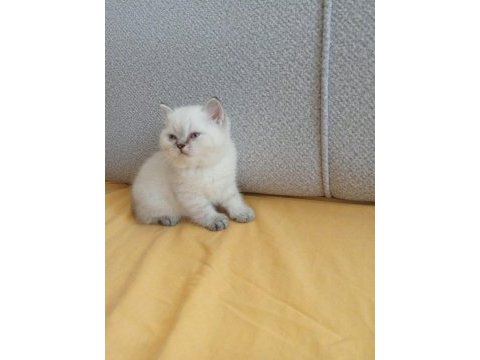 Bu british shorthair ponçikler yeni yuvalarını arıyor