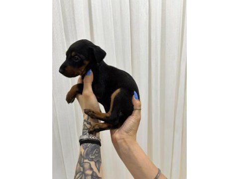 Ev ortamında büyüyen safkan doberman dişi yavrular