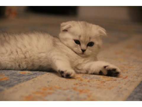 Tatlı scottish fold yavruyu sahiplendiriyorum