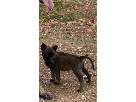 50 günlük dişi malinois