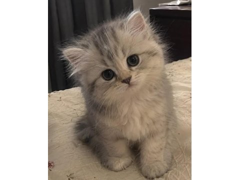 British longhair gri renk yeni sütten kesilme
