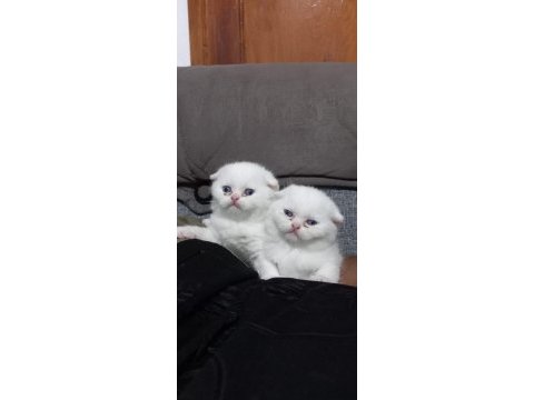 Scottish fold bebeklerim yeni yuvasını arıyorum