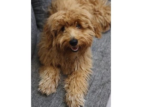 5 aylık erkek maltipoo köpeğimiz