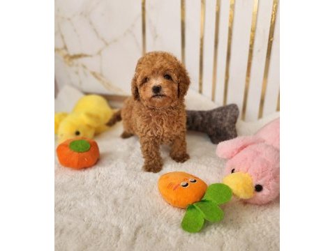 Maltipoo  yavrularımız 