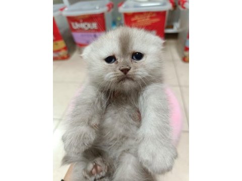 Scottish fold ve scottish straight yavrularım