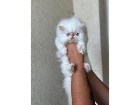 2 aylık iran persian