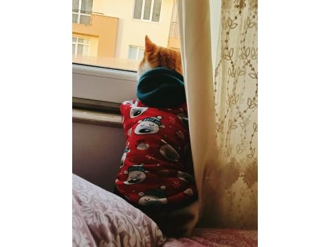 Ücretsiz sahiplendirme sarman kedimiz