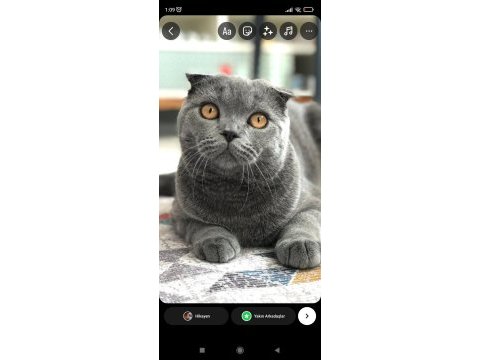 Ücretsiz scottish fold sahiplendirme