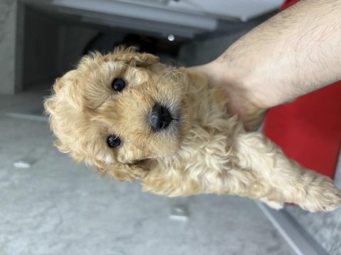 Maltipoo yavrumuz