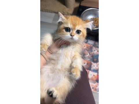 British shorthair golden koca göz ny12