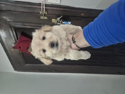 Maltipoo yavrum 55 gunluk