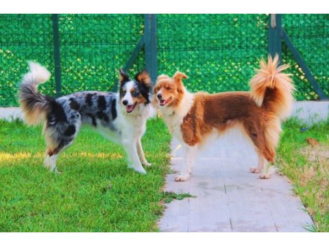 Şecereli border collie