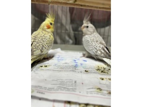 Yeni yeme düşmüş bebek sultan papağanları sakarya