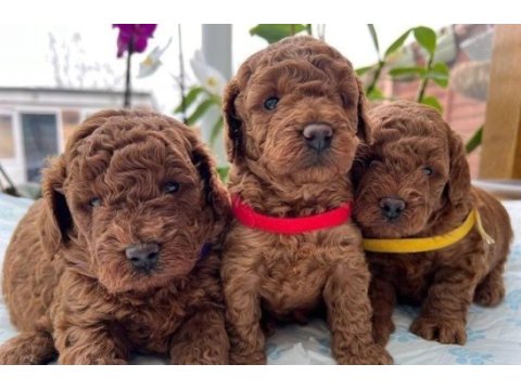 Toy poodle yavrular