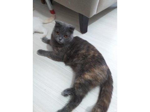 Scottish fold, british dişi erkek safkan yavrular