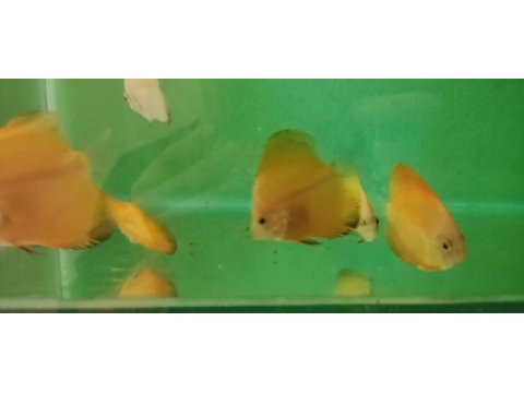 Yavru diskus balıklar (5-6 cm)