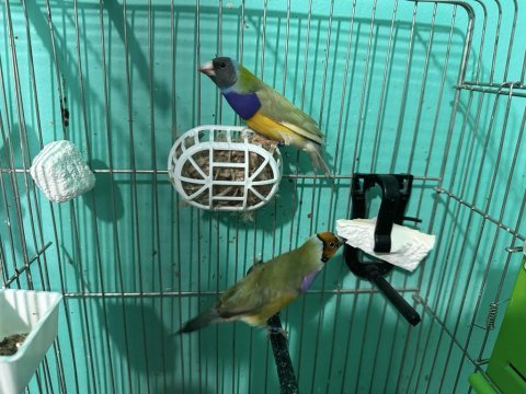 2 takım golden finch mevcut