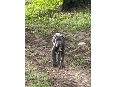Has cane corso erkek yavru