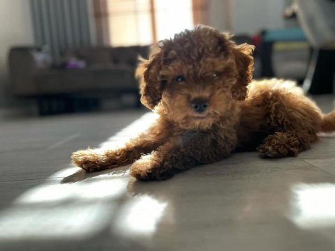 Poodle köpeğimize acil ömürlük yuva
