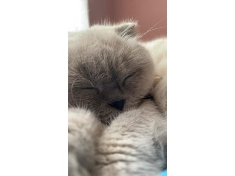 Yavru dişi british shorthair kediler
