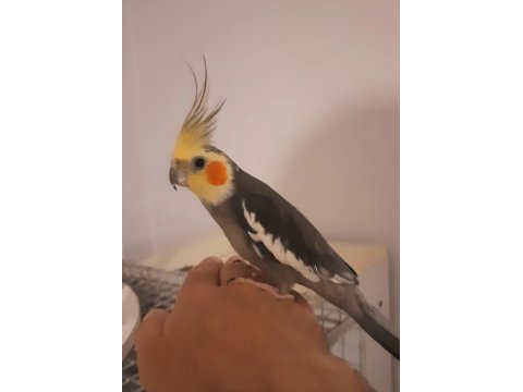 Sultan papağanı erkek