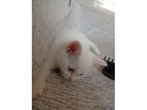 Pamuk kedimiz