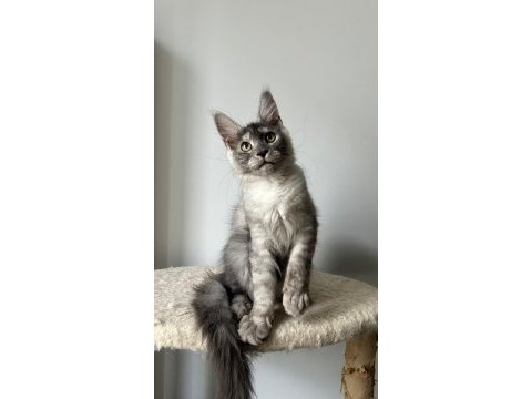 Sağlık ve ırk garantili minik maine coon devler