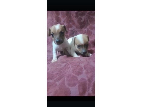 Maskeli kısa bacak jack russell yavrularımız