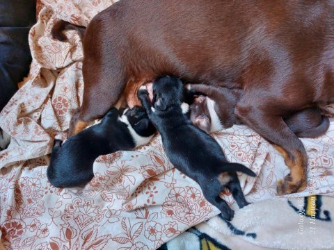 Şivava köpeğimizi sahiplendirme