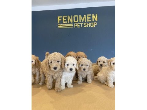Wc eğitimli toy poodle yavrular ankara mağazamızda 